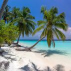 Idyllic tropical beach panorama with turquoise water, white sand, and palm trees. Von PawelG Photo